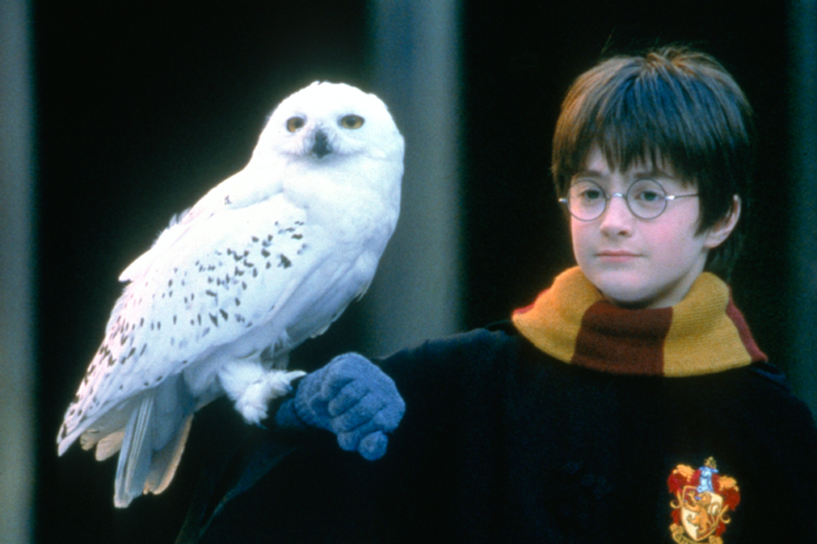 Harry Potter's Daniel Radcliffe holding the owl Hedwig