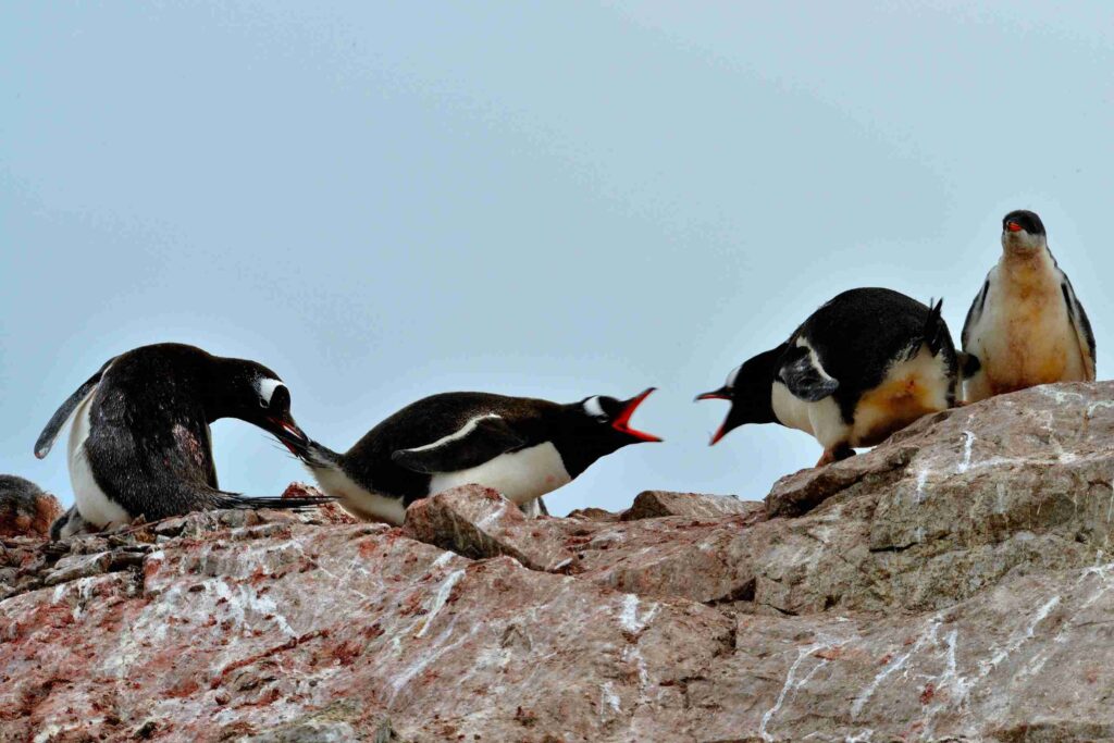 Two penguins unhappy with each other