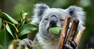 Photograph of Koala eating leaves