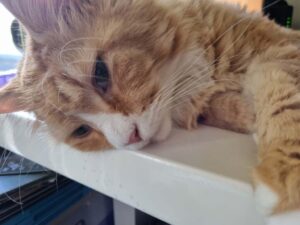 A photo of the author's orange tabby cat relaxing, taken with the Samsung Galaxy S21