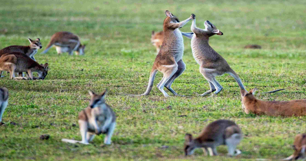 Two kangaroos brawl