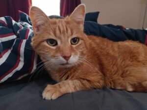 Celero 5G Camera Test - Orange Cat