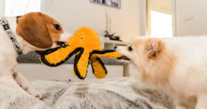 Photograph of two dogs fighting