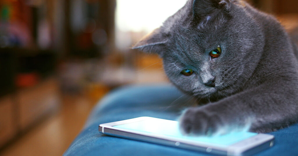 Photgraph of a cute and clever cat operating a smartphone