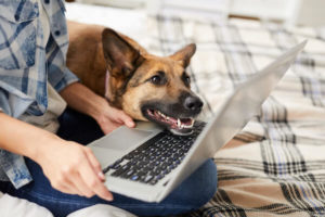 dog-resting-head-on-laptop