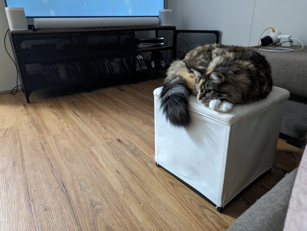 S24 generative image sample - Cat sitting on ottoman (before)