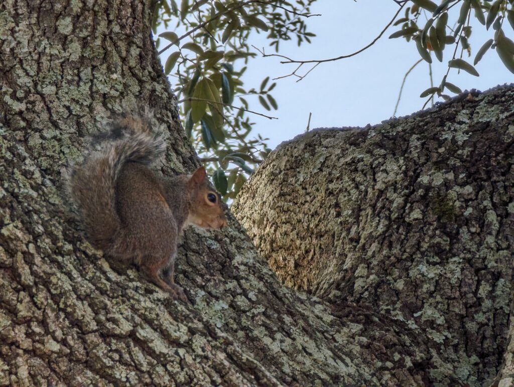 S24 generative image sample - Squirrel on tree (before)