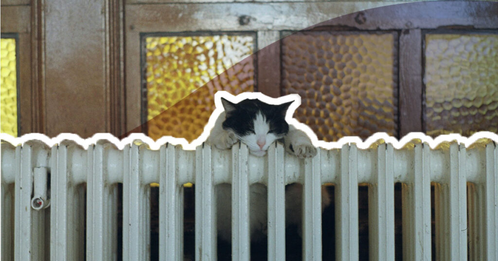 cat heater