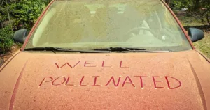 red car covered in pollen with "well pollinated" scratched across the front