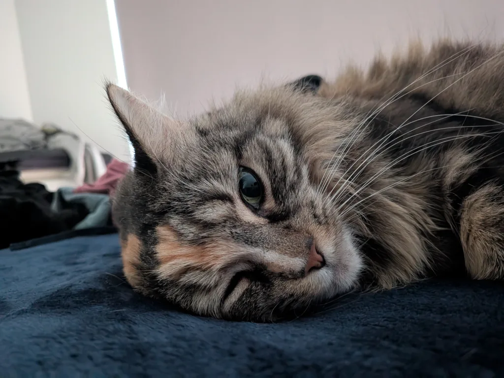 Google Pixel 9a photo sample - cat