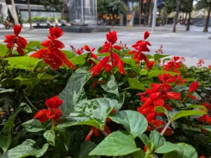 Google Pixel 9a photo sample - flowers