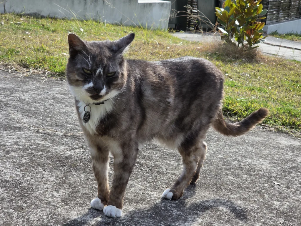 Samsung Galaxy Z Fold 7 photo sample - cat