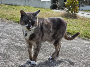 Samsung Galaxy Z Fold 7 photo sample - cat