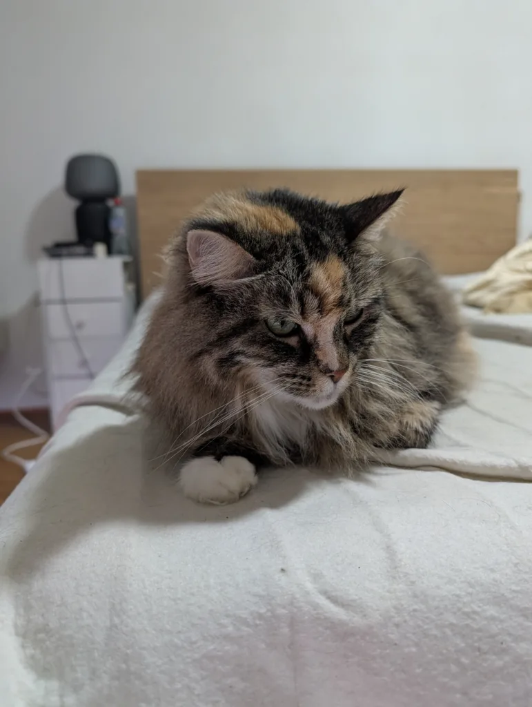 Pixel 10 Pro XL photo samples - Cat