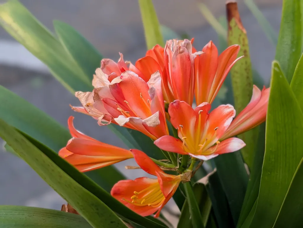 Pixel 10 Pro XL photo samples - flower