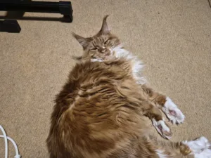 Samsung Galaxy S25 FE pics