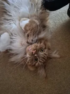 Samsung Galaxy S25 FE pics