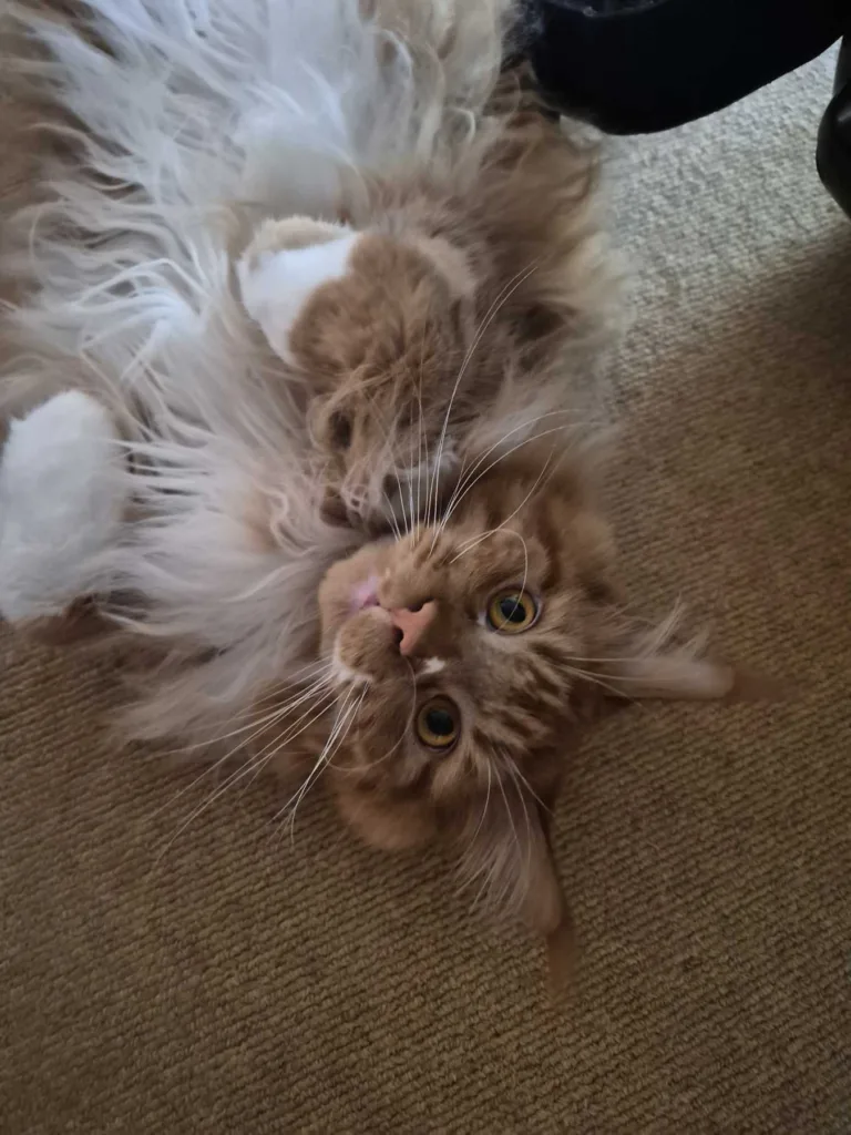 Samsung Galaxy S25 FE pics