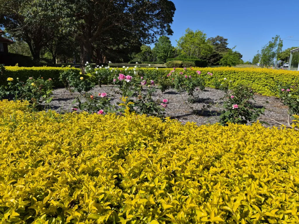 Samsung Galaxy S25 FE pics