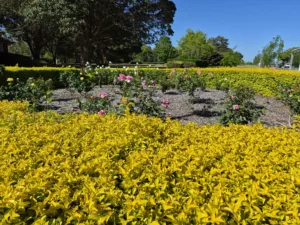 Samsung Galaxy S25 FE pics