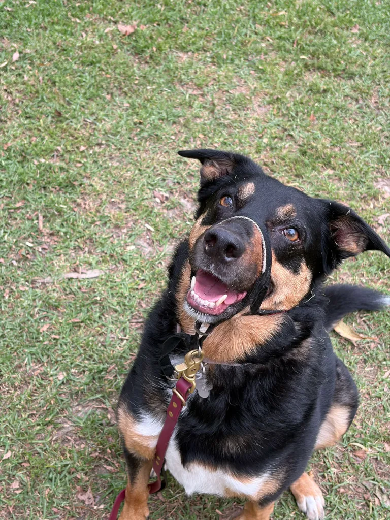 Billie adorable