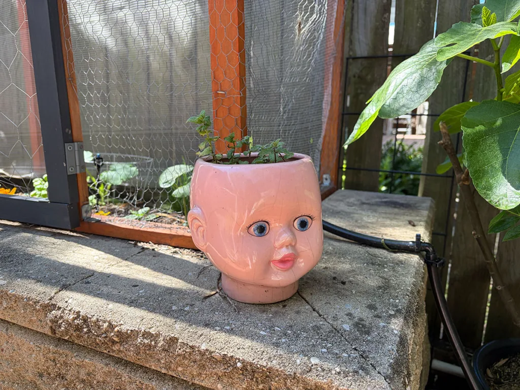 Herb head