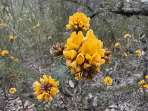 iPhone 17 Pro photo sample - flowers