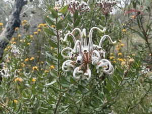 iPhone 17 Pro photo sample - flower