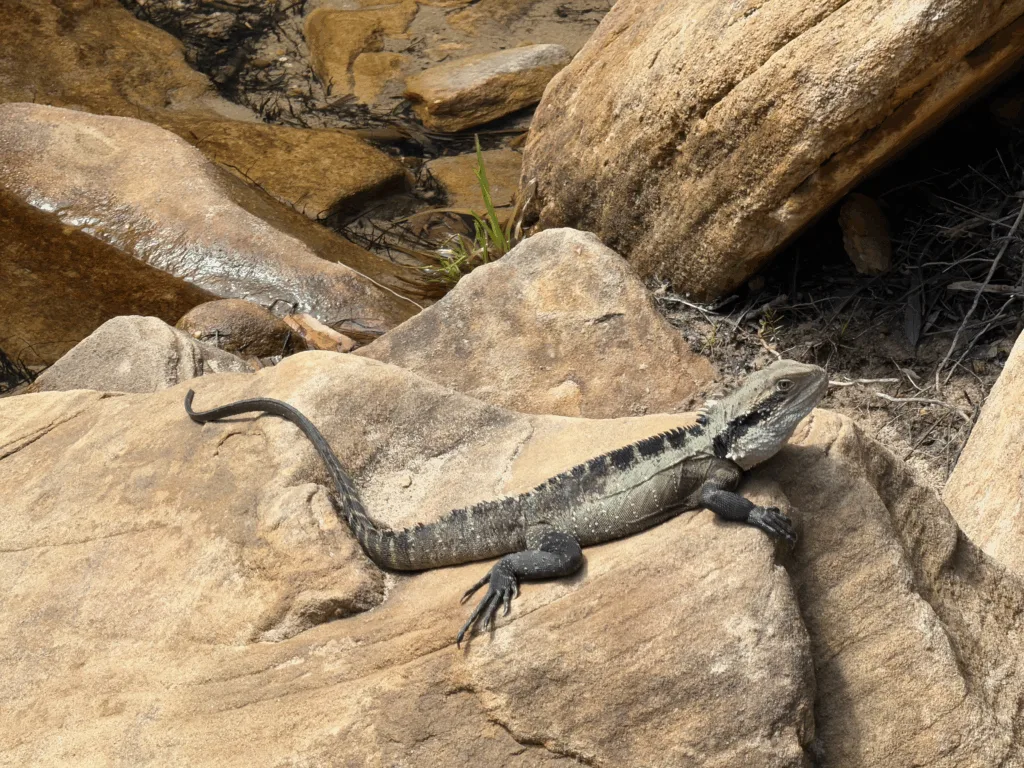 iPhone 17 Pro photo sample - Lizard