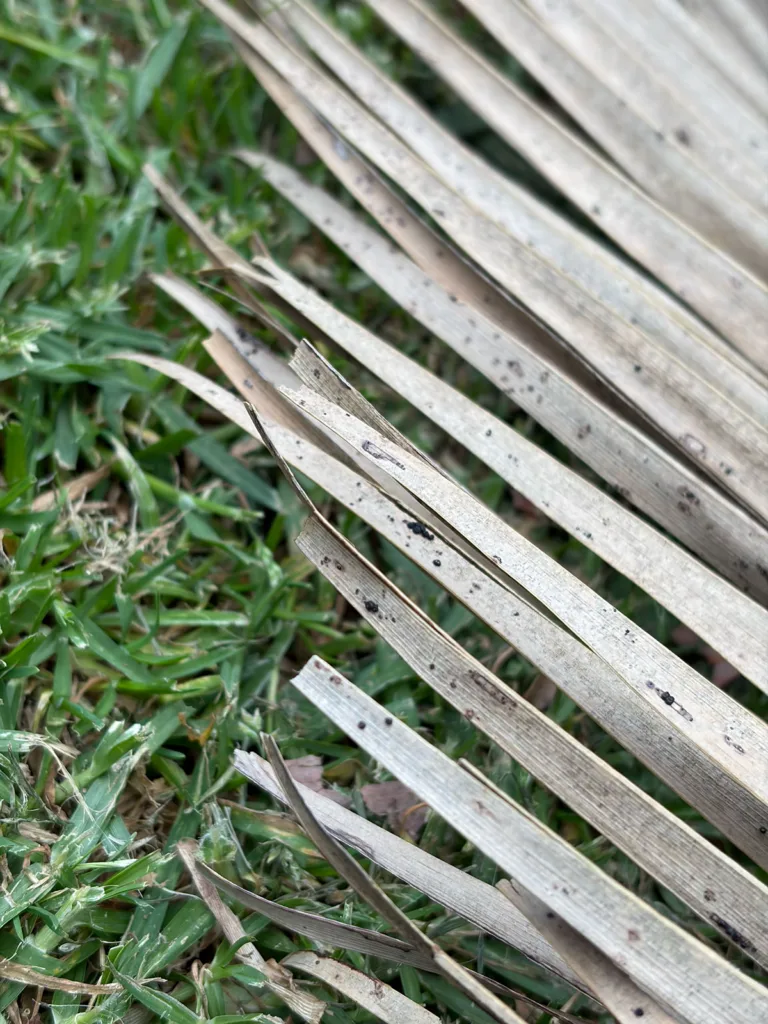 iphone air focus example