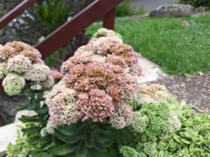 Honor 400 Pro 5G photo sample -flowers