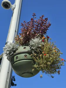 Samsung Galaxy S26 Photo sample - flowers