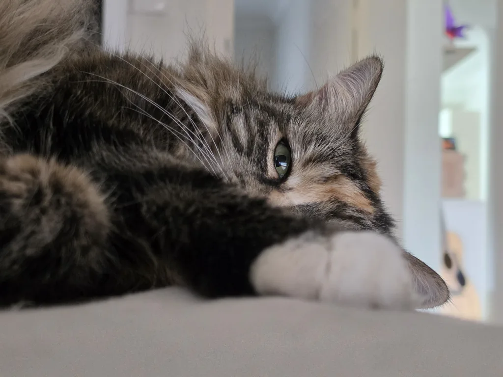 Samsung Galaxy S26 Photo sample - cats