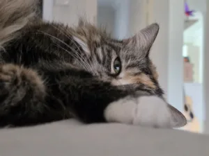 Samsung Galaxy S26 Photo sample - cats