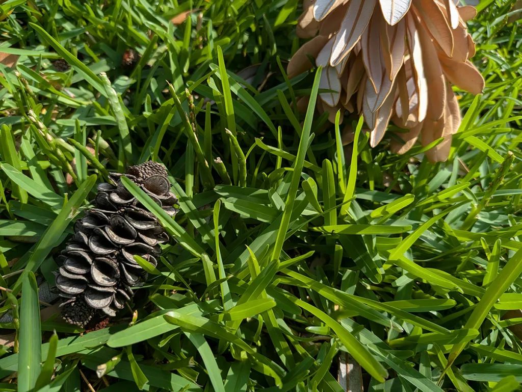 Pixel 10a camera sample photo of plant life close up