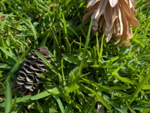 Pixel 10a camera sample photo of plant life close up