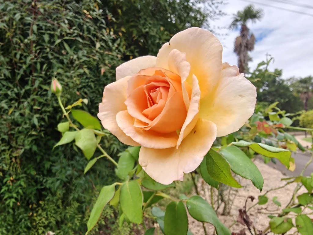 OPPO Find N6 - Photo sample - Flowers