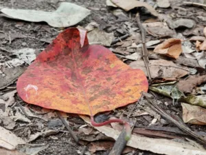 OPPO Find N6 - Photo sample - leaves