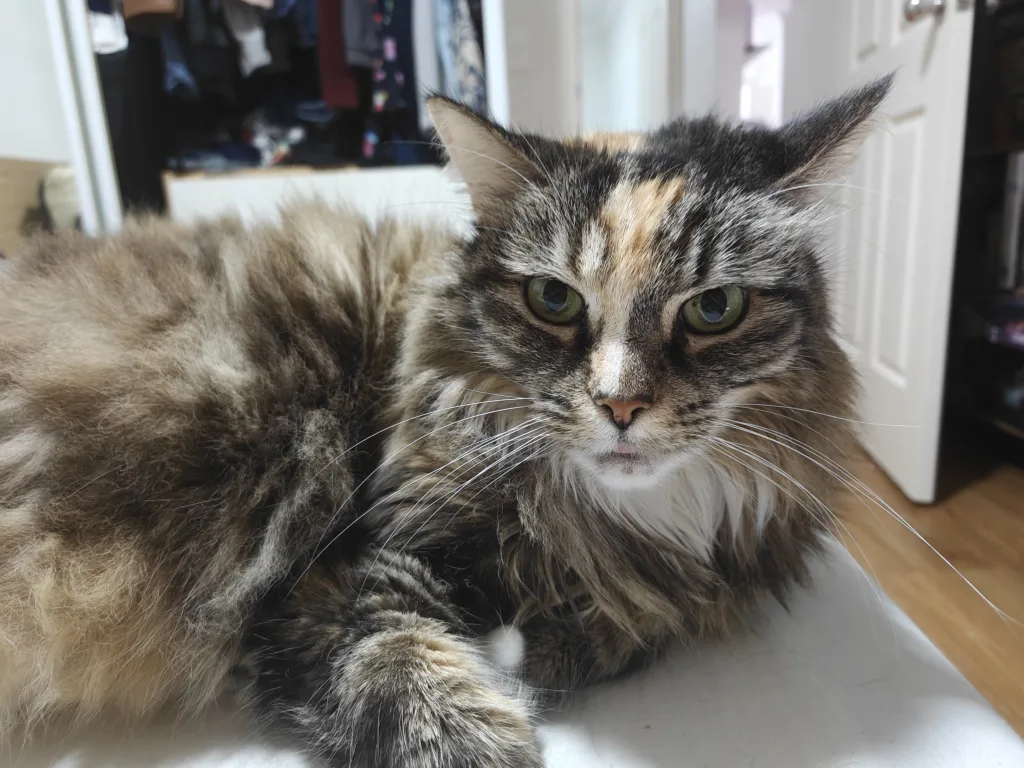 OPPO Find N6 - Photo sample - cat