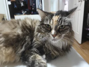 OPPO Find N6 - Photo sample - cat