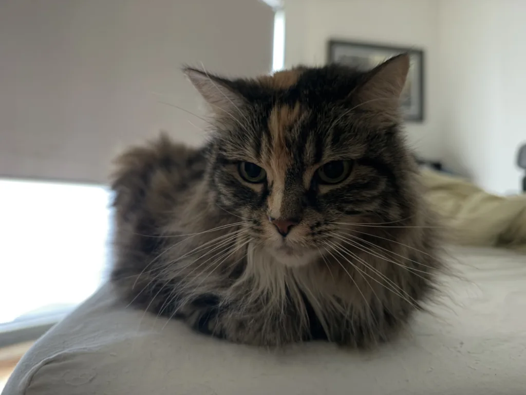 iPhone 18 Pro image sample of cat