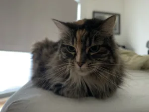 iPhone 18 Pro image sample of cat
