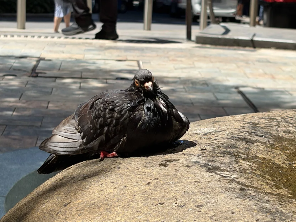 iPhone Duo photo sample of bird