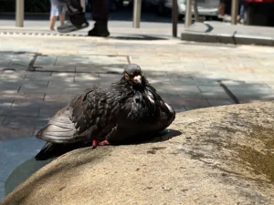 iPhone Duo photo sample of bird