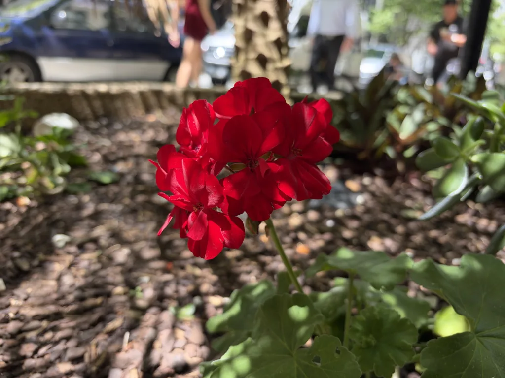 iPhone Duo photo sample of rose